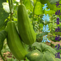 山东八棱脆瓜菜瓜烧瓜捎瓜青龙瓜不甜水果非甜瓜新鲜现摘顺丰包邮